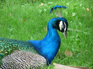 A peacock in close-up with a background on green grass - photo