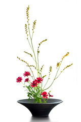 Japanese flower arrangement (ikebana) with red african daisies isolated on white background