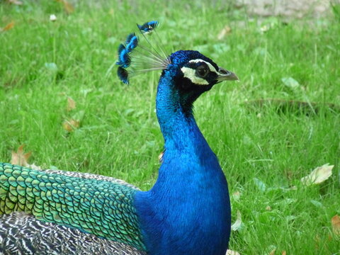 A peacock in close-up with a background on green grass - photo