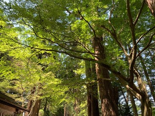 Fototapeta premium 中尊寺への参道