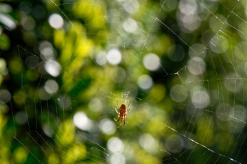 Épeire diadème - Araignée porte-croix - Araneus diadematus - Araignée des jardins  - Toile -  Araignée
