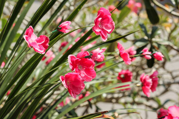 Beautiful pink plastic flowers on display in a park