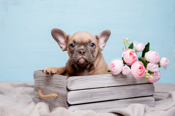 a French bulldog puppy on a blue background with a bouquet of spring flowers