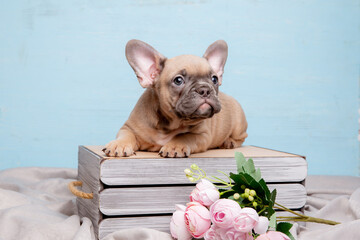 a French bulldog puppy on a blue background with a bouquet of spring flowers