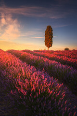 Lavender fields and cypress tree at sunset. Orciano, Tuscany, Pisa, Italy