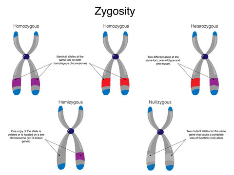 Chromosomal Zygosity Diagram