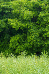 green trees and grass in background