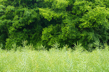 green trees and grass in background