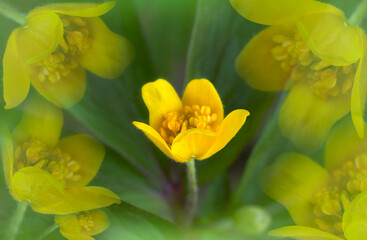 Fototapeta premium Yellow primrose flower. Floral spring background. Close-up. 