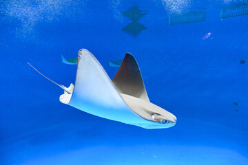 Underwater landscape of stingrays. Fish swim in the aquarium.
