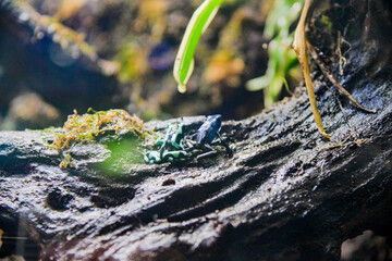 Blue and green poison dart frog (Dendrobates tinctorius azureus)