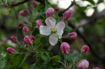 Fototapeta na wymiar Many apple tree buds on a branch.