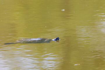 A red-cheeked slider turtle in the murky water of a pond with reed growth