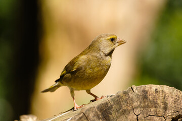 Groenling - Greenfinch