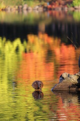 水面に輝く紅葉と真鴨