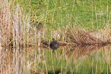 A red-cheeked slider turtle in the murky water of a pond with reed growth