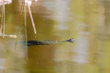 A red-cheeked slider turtle in the murky water of a pond with reed growth