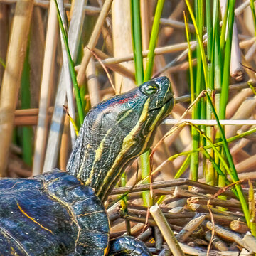 A red-cheeked slider turtle in the murky water of a pond with reed growth