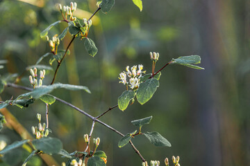  blossoms of a honeysuckle in the forest