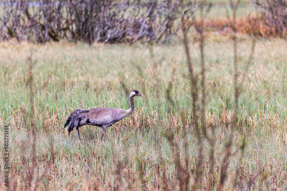 Canvas Prints Crane at a swamp at spring