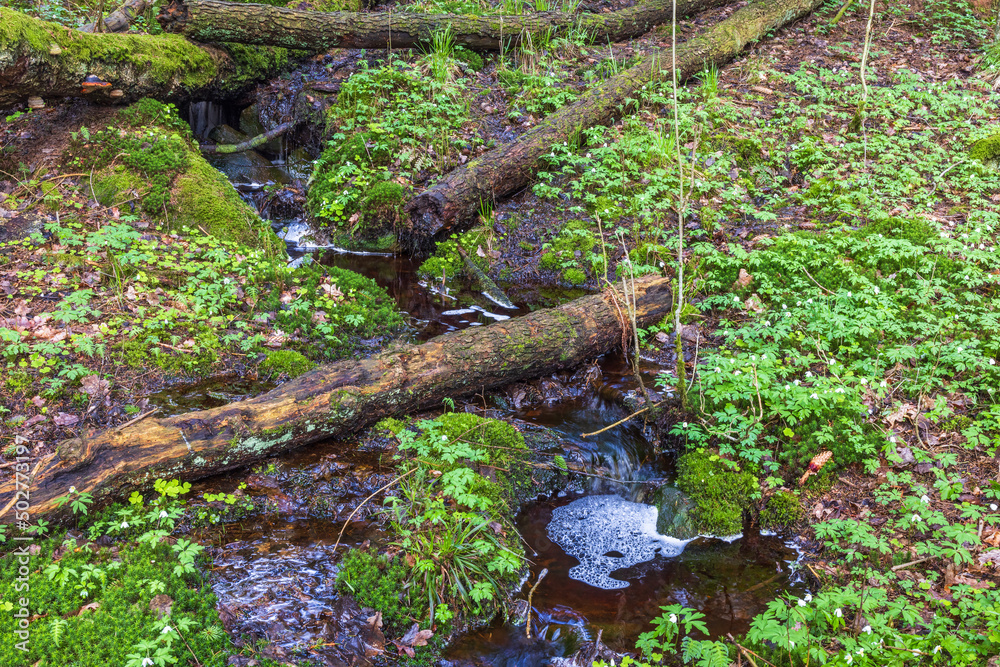 Poster Forest stream with fallen tree logs