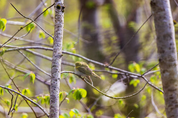 Wood warbler in a woodland at springtime