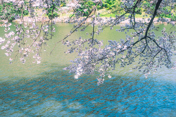 ソメイヨシノと池