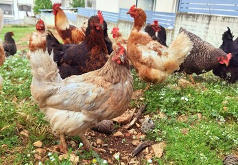 hens free range chickens meadow green grass near to village homes houses