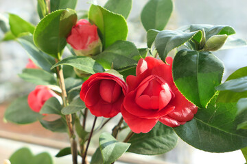 Camellia japonica flowers Eugenia de Montijo. - obrazy, fototapety, plakaty