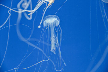 Sanderia melanaster.Jellyfish swimming in the water.