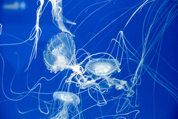 Sanderia melanaster.Jellyfish swimming in the water.