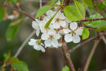 closeup of wild white cherry (Prunus Avium) flowers with a beautiful white blossom in Spring