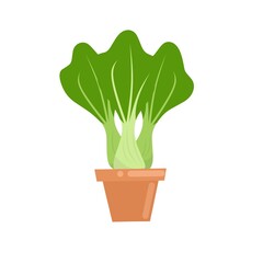 Vector graphic illustration of a mustard plant in a pot. Cartoon mustard greens ready to harvest. With a white background. Great for home decor posters, article images, and food brand images. 
