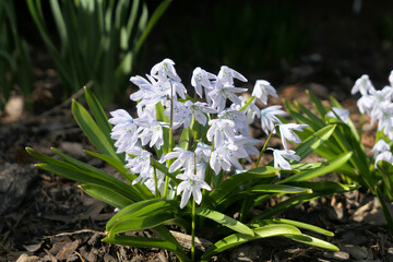 Light blue spring scilla flowers - obrazy, fototapety, plakaty