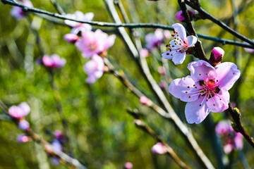 flowering tree in spring close up.