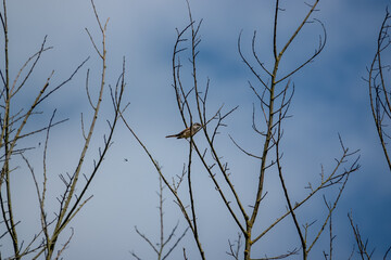 a young fledgling barn swallow (Hirundo rustica) resting high in a spring tree top, blue sky with white cloud background 