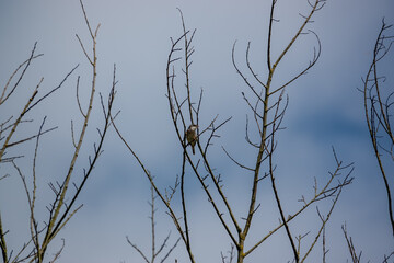 a young fledgling barn swallow (Hirundo rustica) resting high in a spring tree top, blue sky with white cloud background 