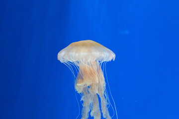 Jellyfish swimming in water. Blue background.