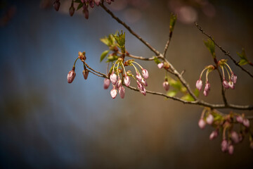 Cherry blossom