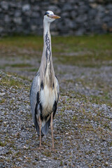 stehender Graureiher