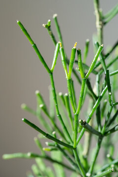 Macro shot of decorative succulent Hatiora salicornioides at home. Sunlight. Dancing Bones Cactus an ornamental, shrubby cactus plant that has long and many branched stems. 