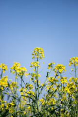 菜の花と青空