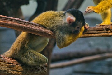 Einem Totenkopf&auml;ffchen ist es langweilig