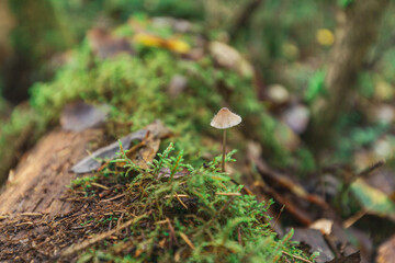 small mushroom in forest close up
