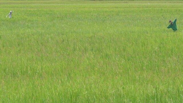 landscape of green paddy field blown with the wind with scarecrow background