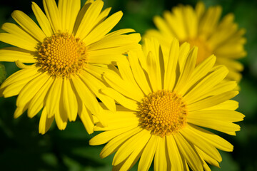 Fototapeta premium Nature. Blooming spring background. Bright colorful spring flowers. Garden at sunset. Trees in flowers. spring background