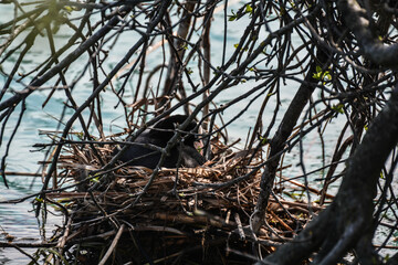 nido con uova di folaga sulle sponde del fiume mincio