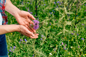 Woman's hands holding Milk Thistle blossom Silybum marianum in meadow. Burdock flower spiny. Beautiful purple thistle flower.