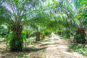 6-year-old oil palm plots in Thailand