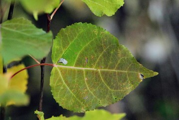 A close up of an eaten up leaf with sunlight filtering in from behind